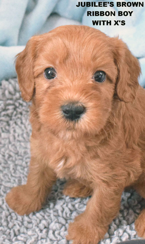 australianlabradoodles